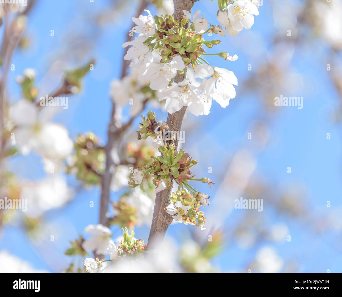 Close-up of cherry blossoms on blue sky background Stock Photo - Alamy