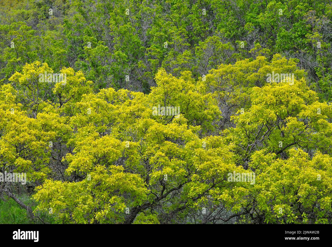 Gambel oak trees Stock Photo Alamy
