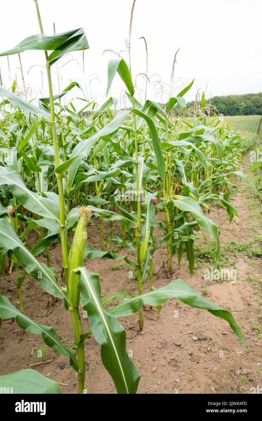 Sweet corn also called sugar corn or pole corn, is a variety of maize