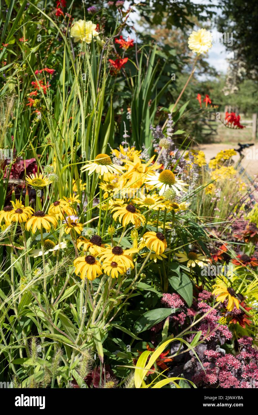 Colourful border in London garden, with a selection of flowers ...