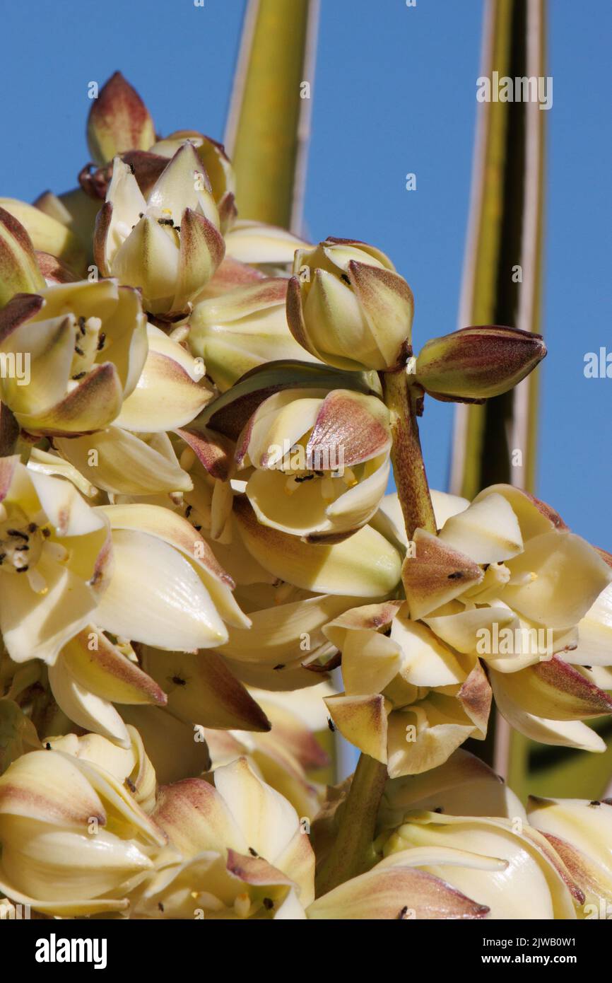 White flowering racemose panicle inflorescence of Yucca Schidigera, Asparagaceae, native in the Cottonwood Mountains, Sonoran Desert, Springtime. Stock Photo