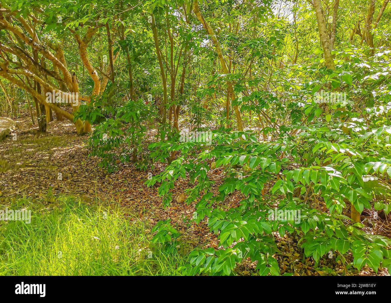 Tulum Treee Tropical natural jungle forest palm trees at the ancient Tulum ruins ...