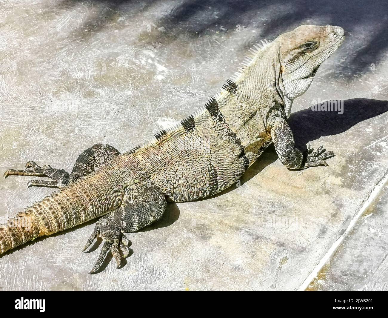 Huge Iguana gecko animal on the ground on the beautiful paradise island