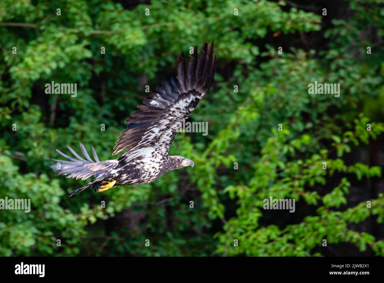 Juvenile bald eagle (Haliaeetus leucocephalus) flying in front of trees, horizontal Stock Photo