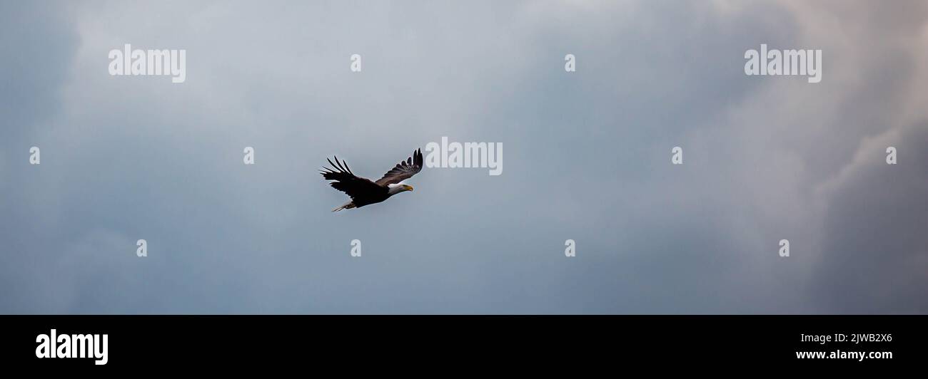 Bald Eagle (Haliaeetus leucocephalus) flying in a cloudy sky, panorama Stock Photo