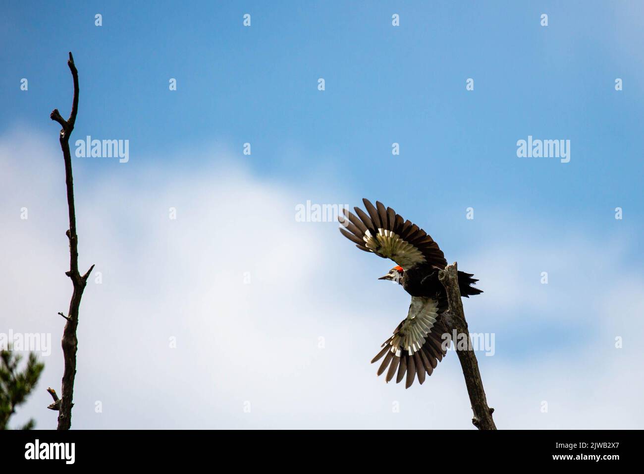 Pileated Woodpecker (Dryocopus pileatus) flying off a branch, horizontal Stock Photo