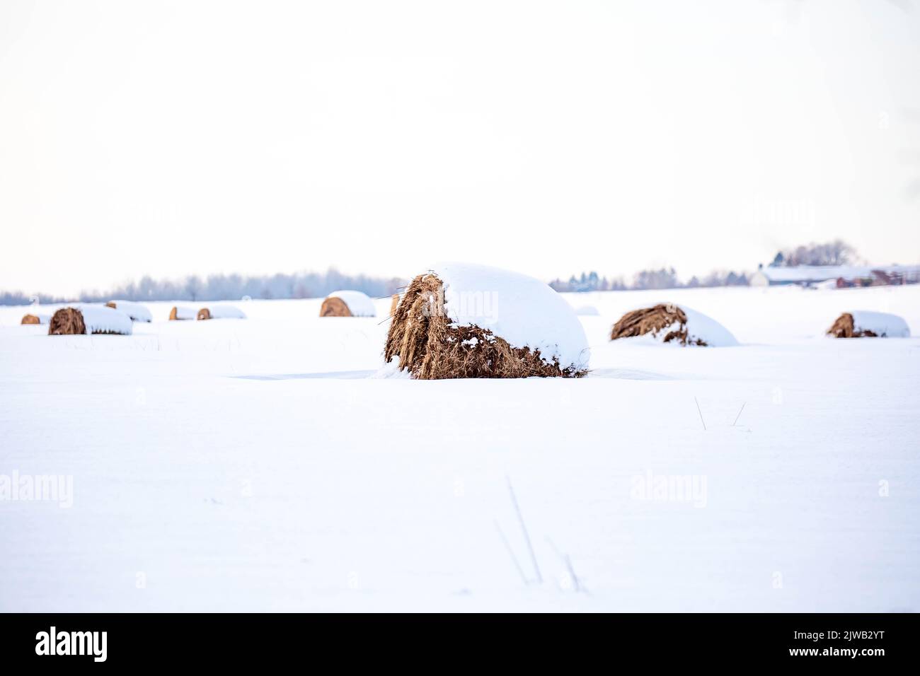 Round hay bales covered with snow on a Wisconsin farmland, horizontal Stock Photo