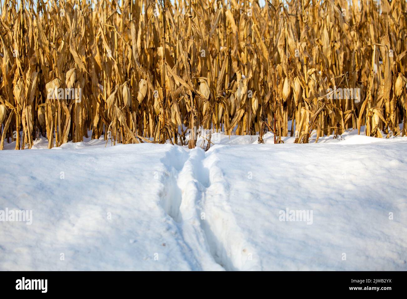 White-tailed deer tracks in the Wisconsin snow coming out of a cornfield, horizontal Stock Photo