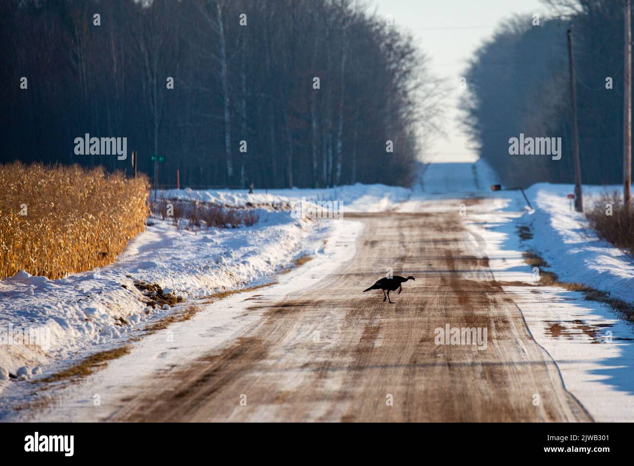 Wild turkeys (Meleagris gallopavo) walking down a snow covered gravel road in Wisconsin, horizontal Stock Photo
