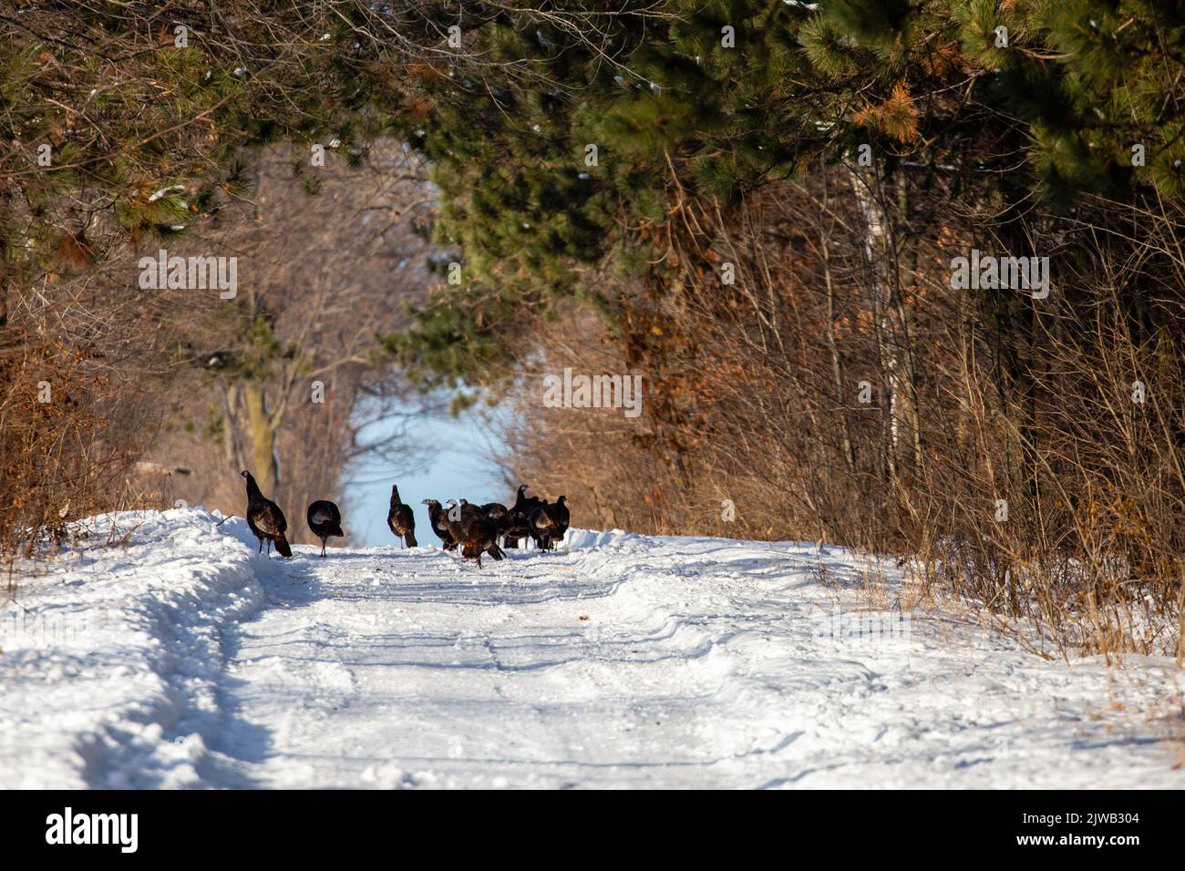 Wild turkeys (Meleagris gallopavo) walking down a snow covered road in Wisconsin, horizontal Stock Photo