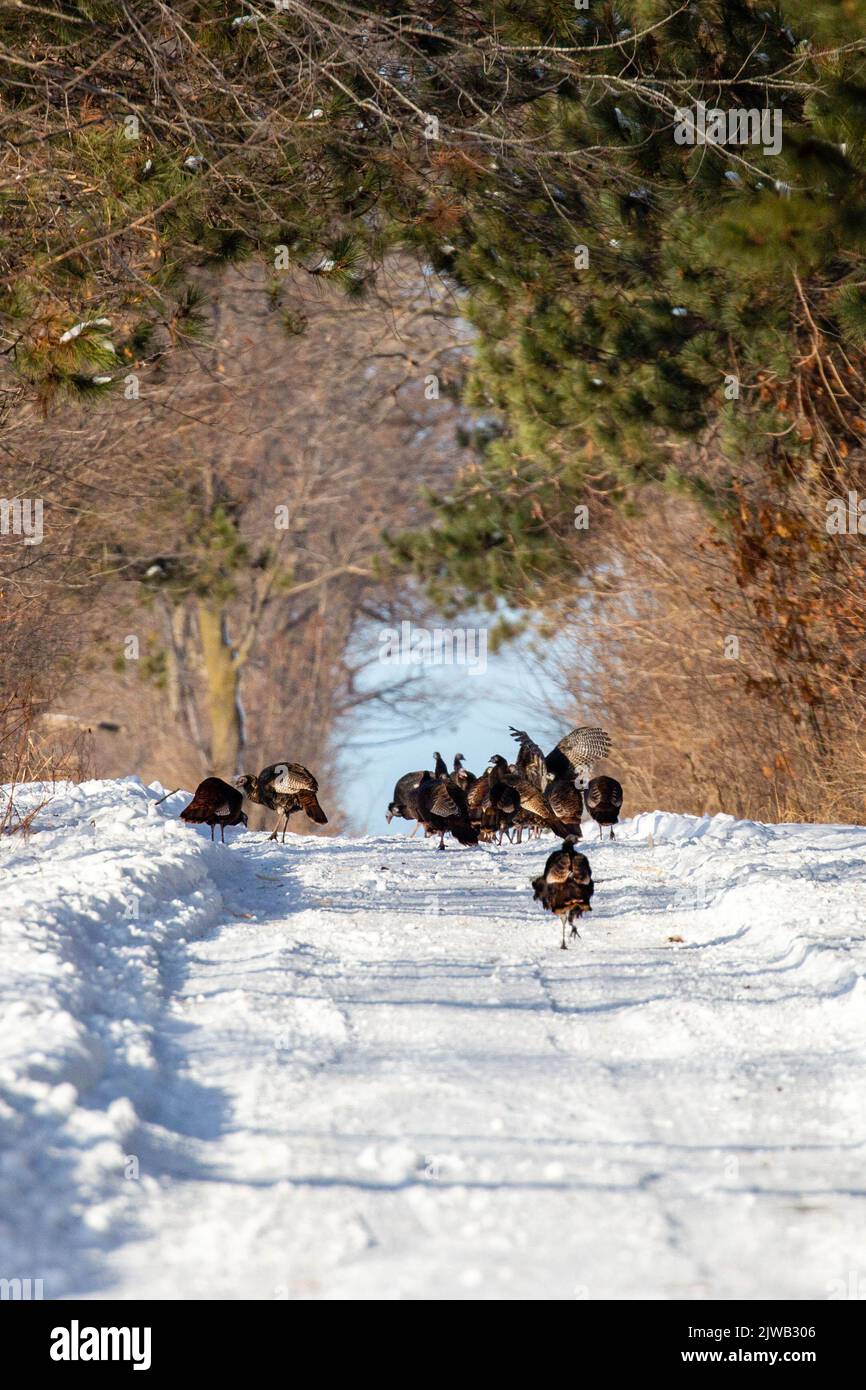 Wild turkeys (Meleagris gallopavo) walking down a snow covered road in Wisconsin, vertical Stock Photo