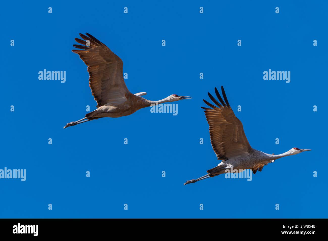 A Pair of Sandhill Cranes in Flight at the Monte Vista National Wildlife Refuge in Colorado Stock Photo