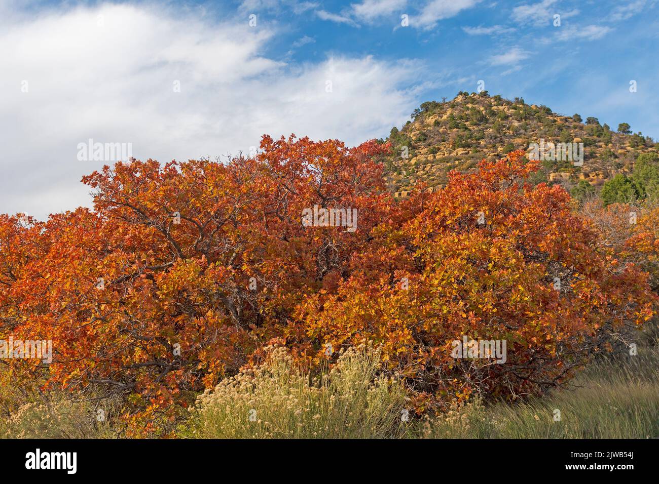 Autumn Colors in the High Desert in Mesa Verde National Park in Colorado Stock Photo