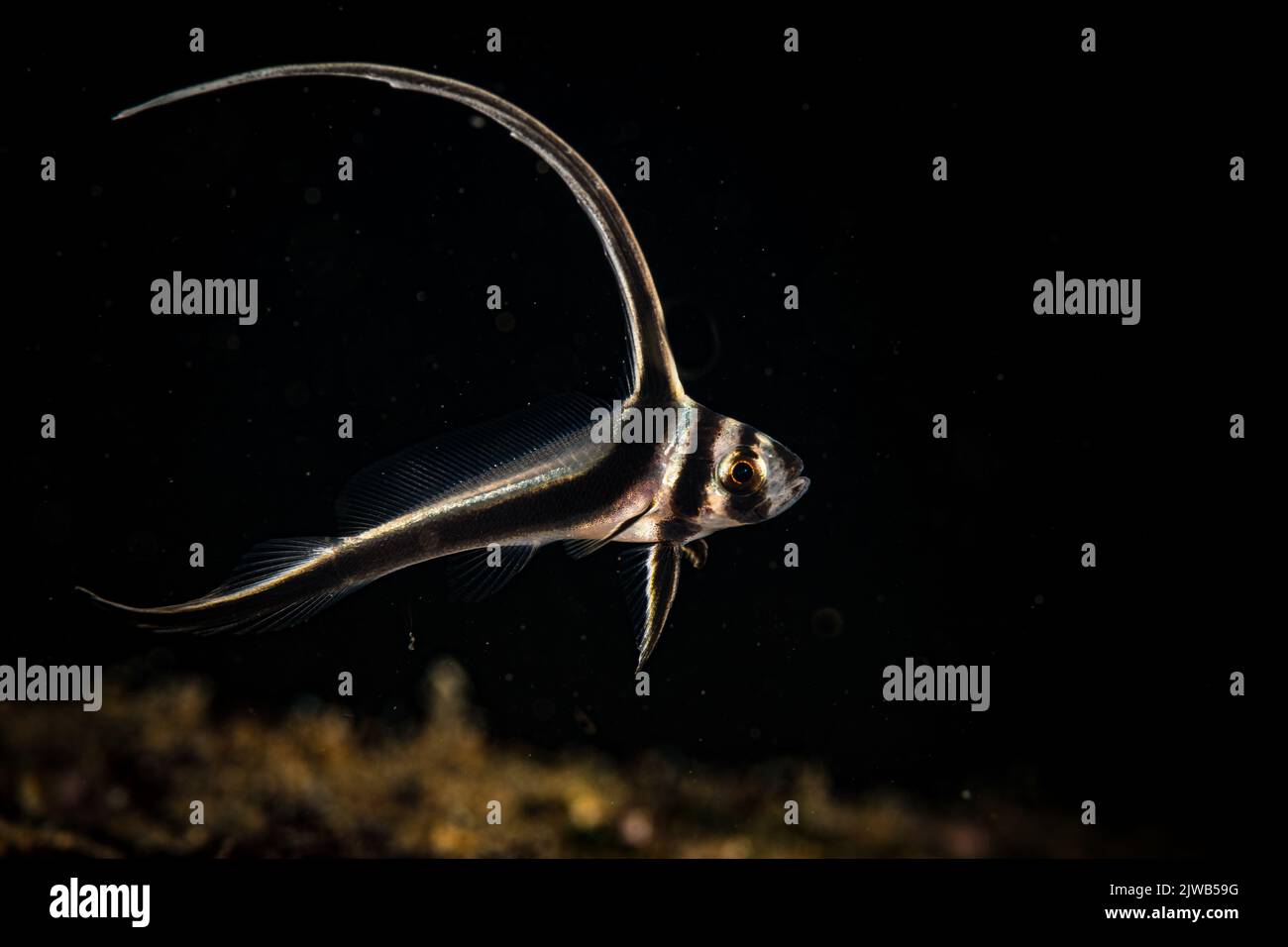 Spotted drum (Equetus punctatus) on the Gregory dive site, off the Dutch Caribbean island of Sint Maarten Stock Photo