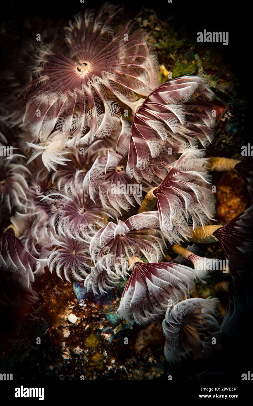 Social feather duster (Bispira brunnea) worms wave in the current on the reef off the Dutch Caribbean island of Sint Maarten Stock Photo