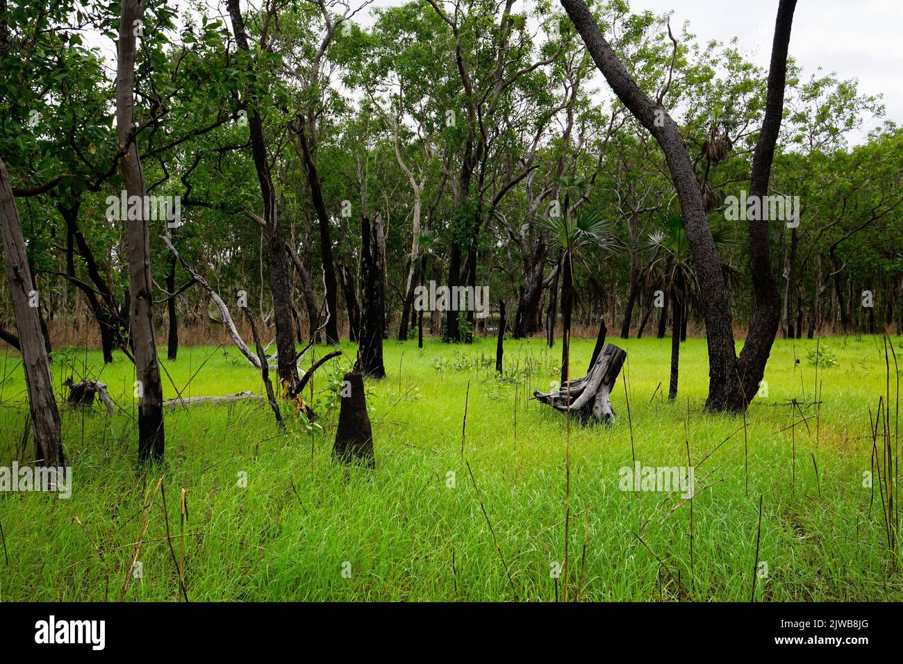 Tabletop Swamp is a small a small wetland area surrounded by paperbark trees in Litchfield National Park. Northern Territory Australia. Stock Photo