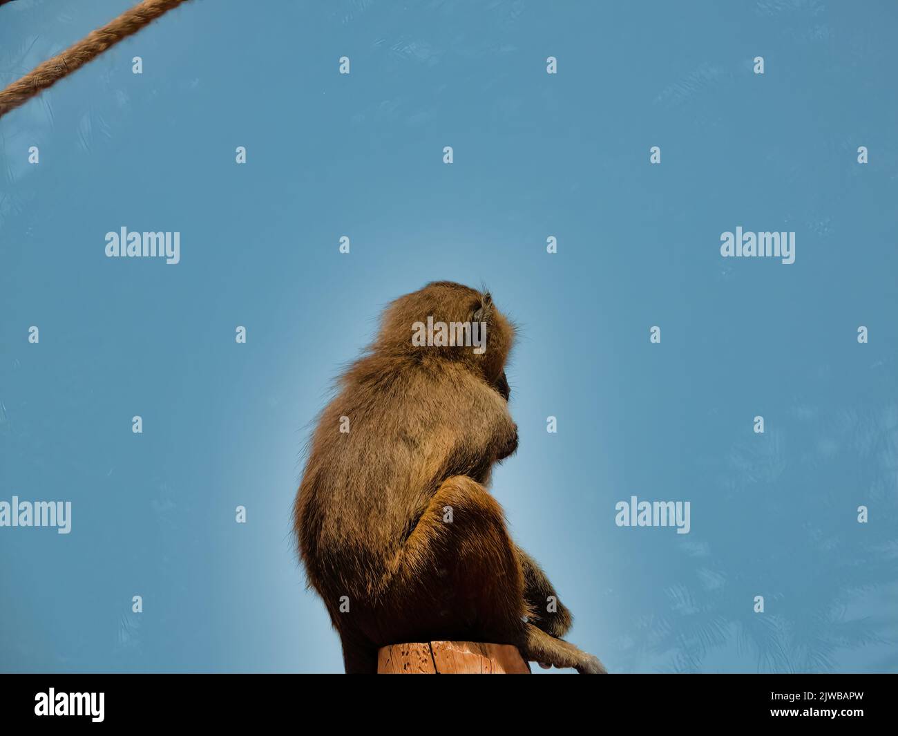 Back view of a monkey hi-res stock photography and images - Alamy