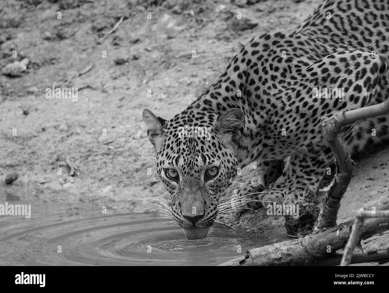 Leopards of Sri Lanka in the wild Stock Photo