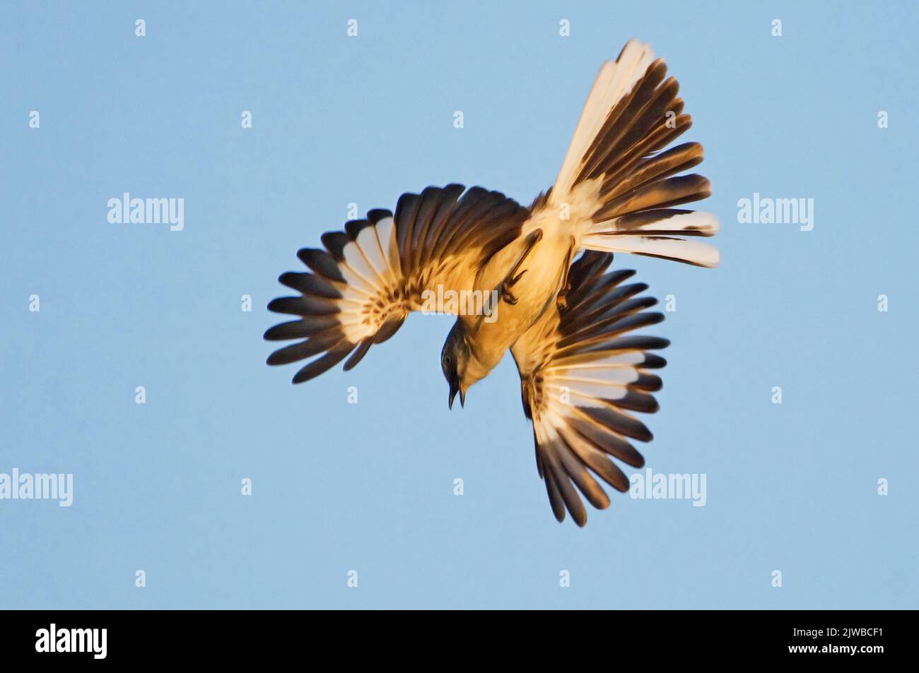 Northern mockingbird flight Stock Photo Alamy
