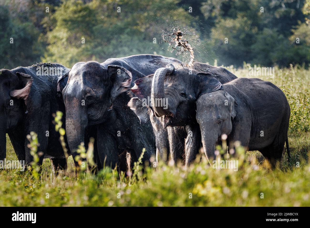 Wildlife in Sri Lanka Stock Photo