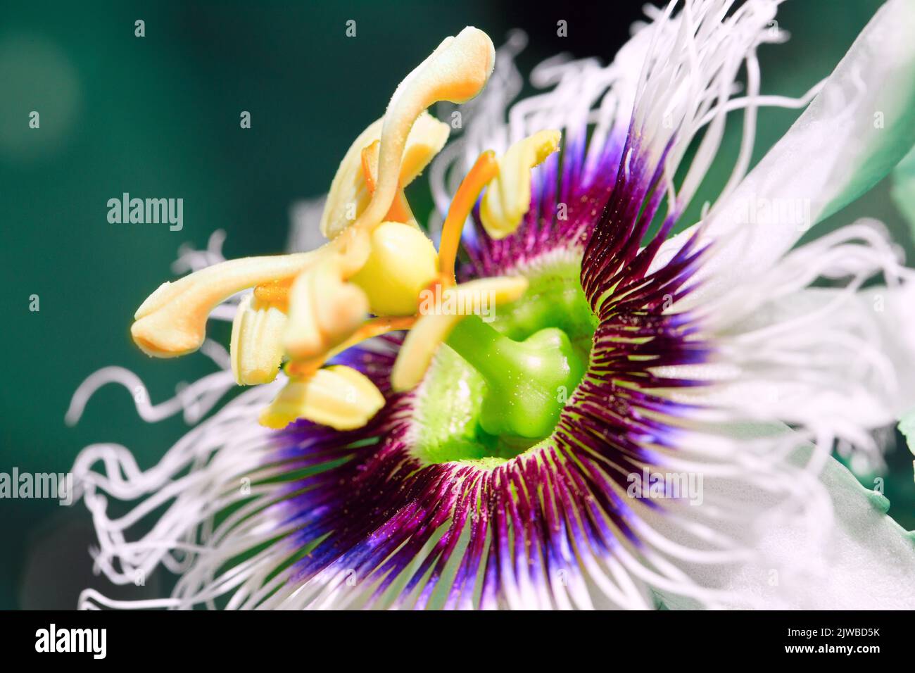 Passion fruit flower. Close-up imagin. Stock Photo