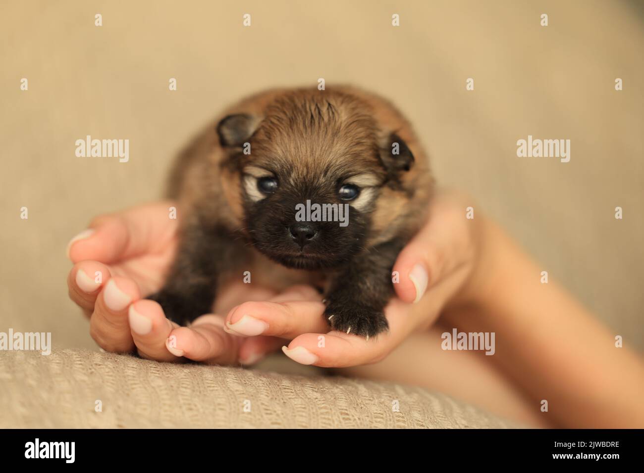 newborn puppy in the caring hands Stock Photo