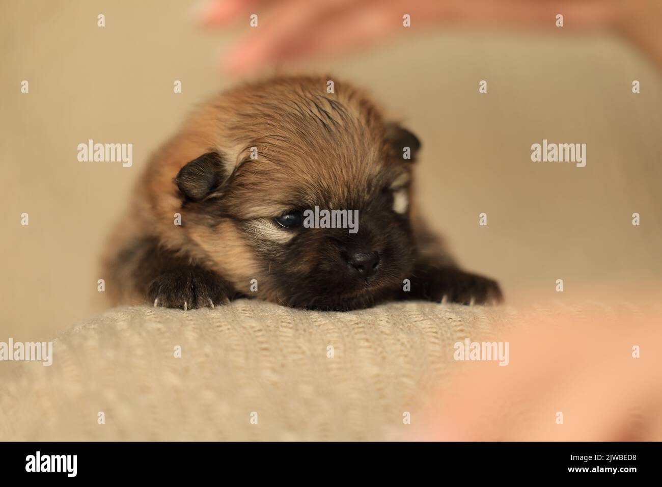 Close-up Portrait of serious and cute red two weeks old pomeranian puppy Stock Photo