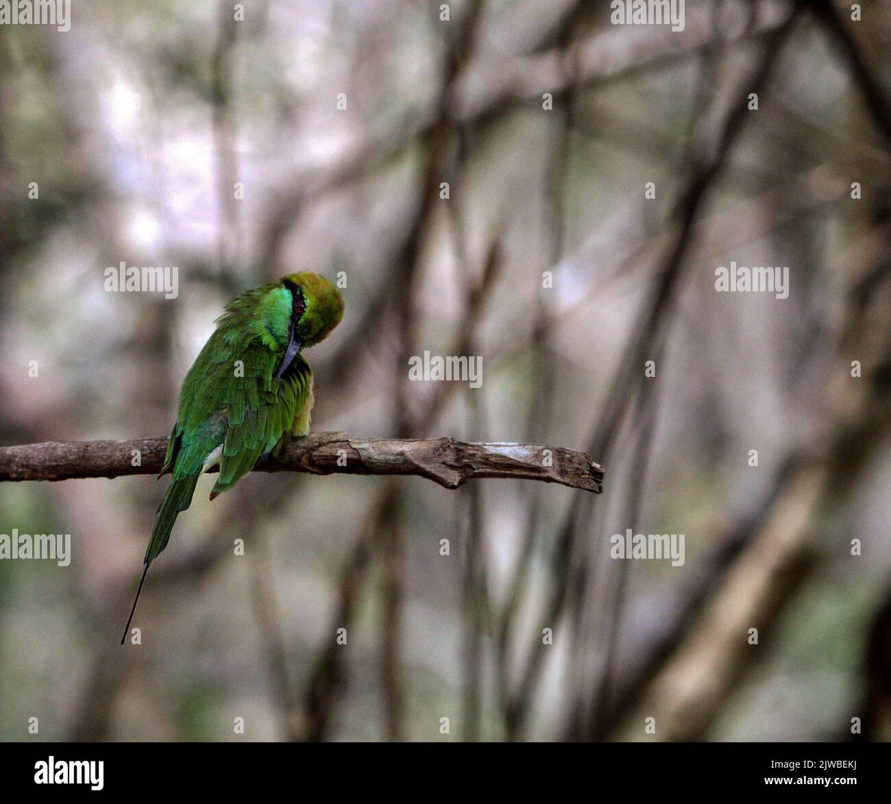 Birds of Sri Lanka in the Wild Stock Photo Alamy