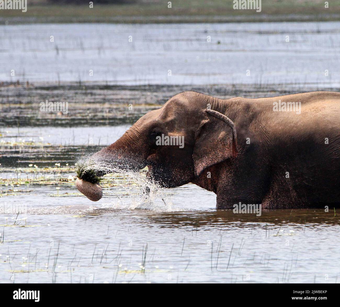 Wildlife in Sri Lanka Stock Photo