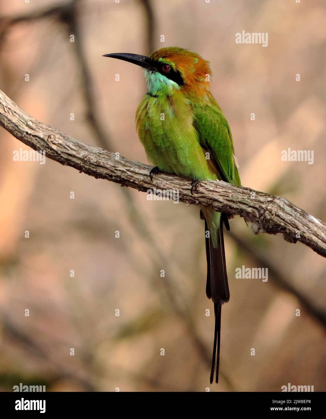 Birds of Sri Lanka in the Wild Stock Photo Alamy