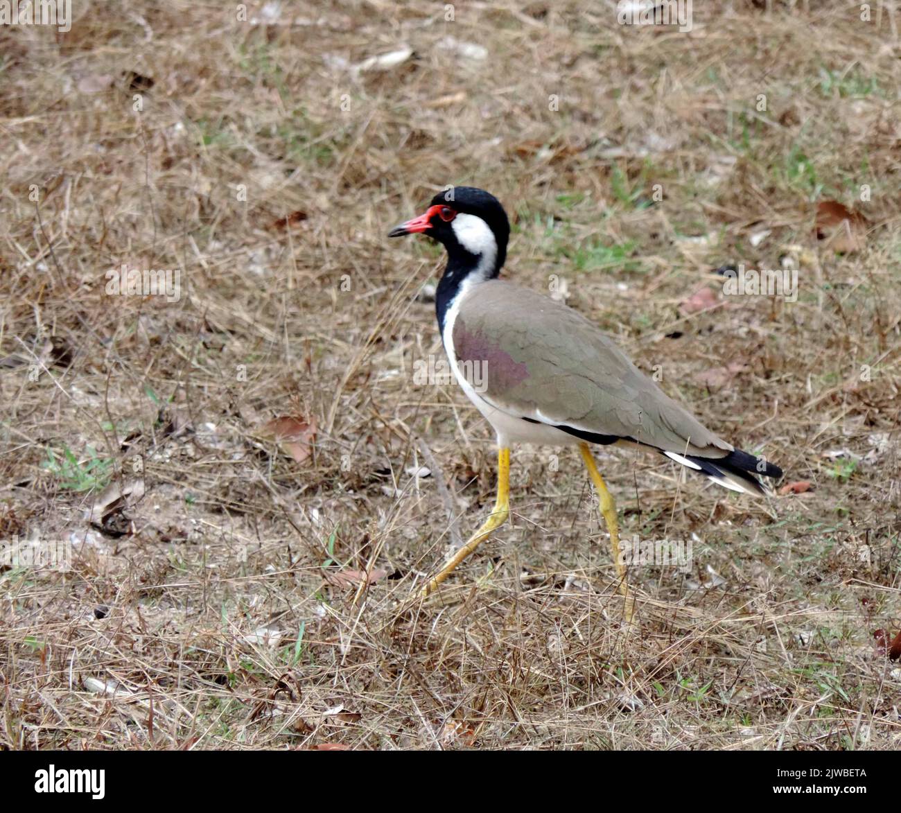 Birds of Sri Lanka in the Wild Stock Photo Alamy