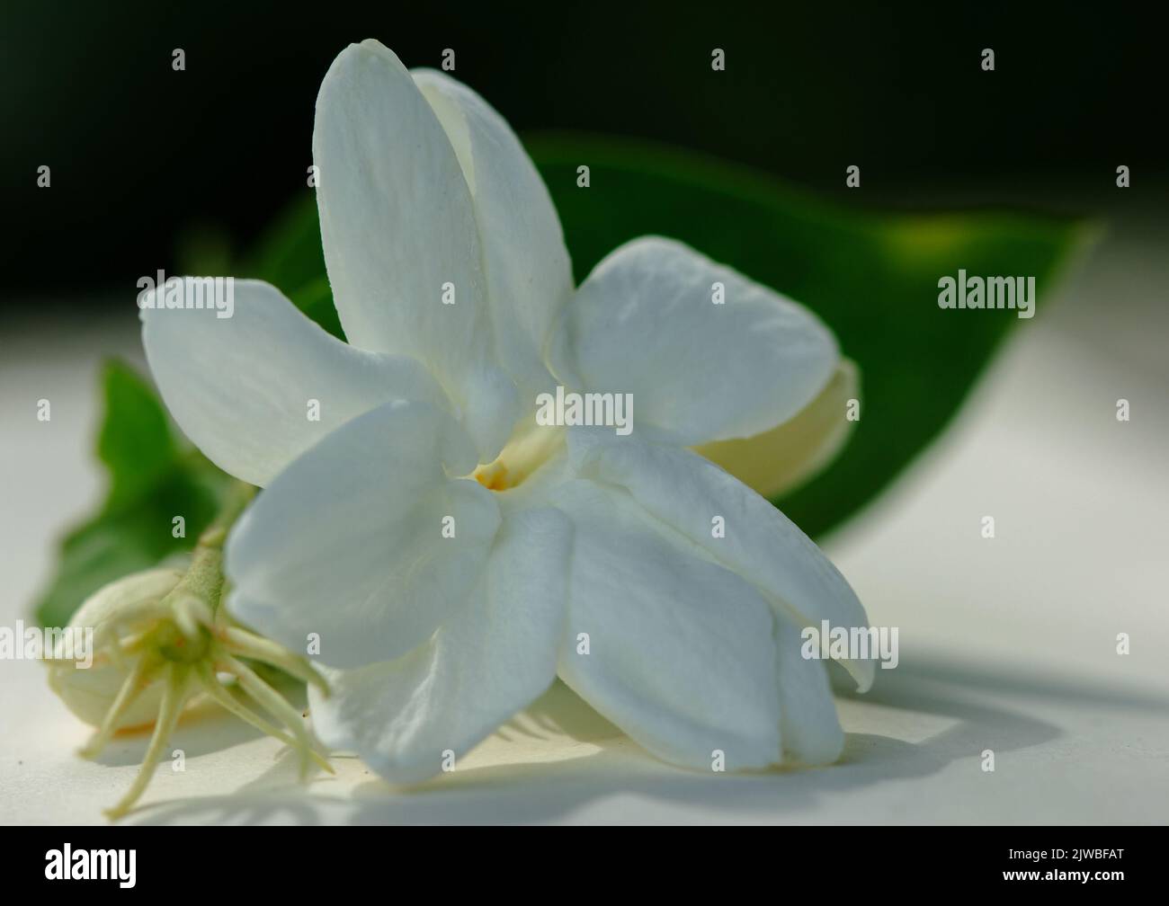 White jasmine flower pasted on mastic paper With a green backdrop Stock