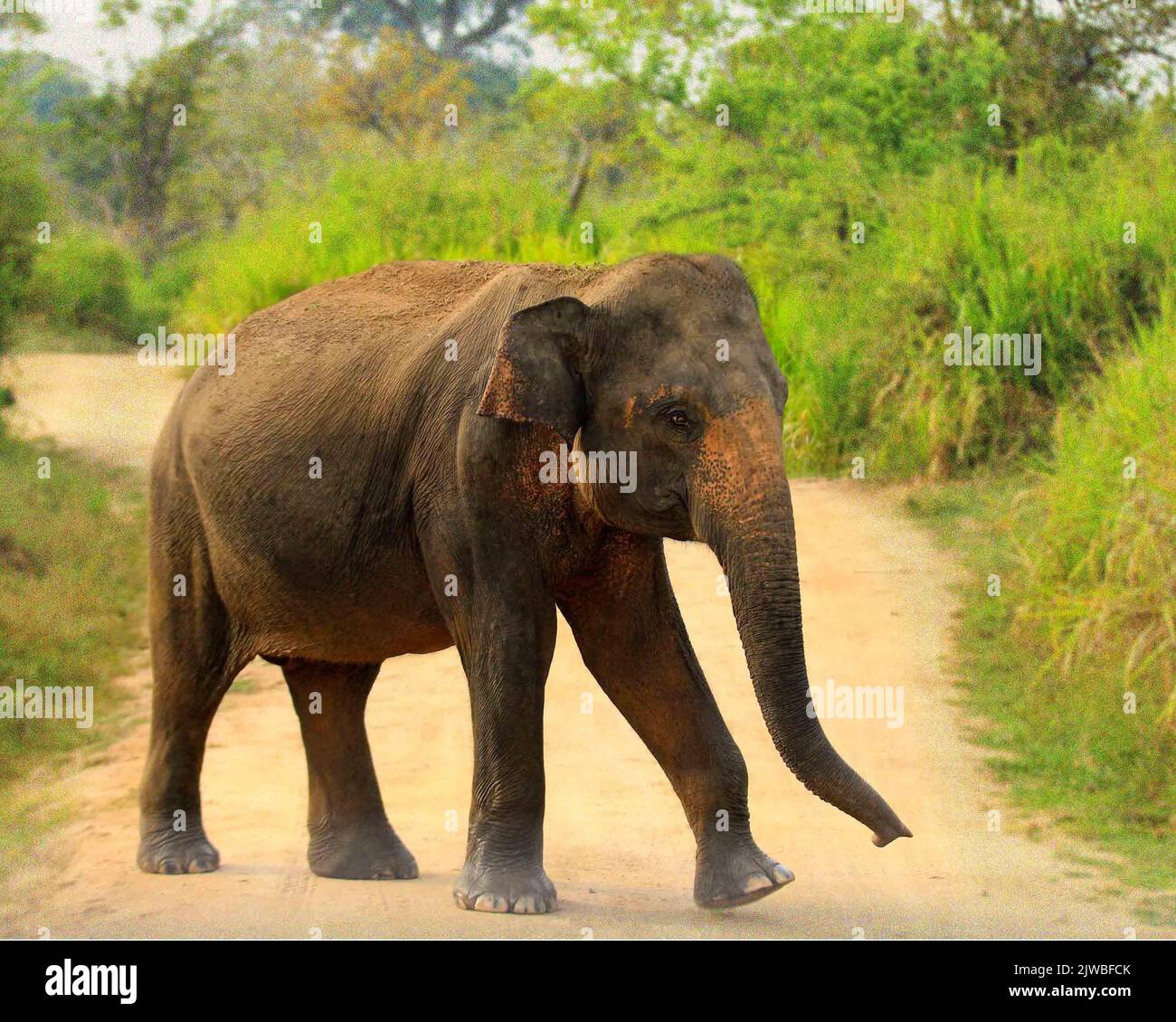 Sri Lankan Elephants and Tuskers Stock Photo