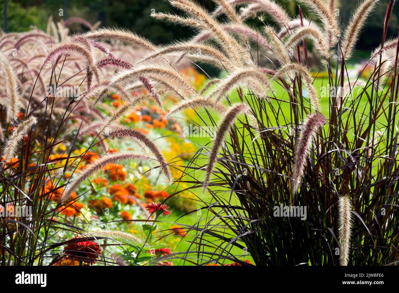 Purple Panicles of Grass on long stems, Pennisetum setaceum 'Rubrum', Fountain Grass, Pennisetums grasses in a garden Pennisetum Rubrum Stock Photo