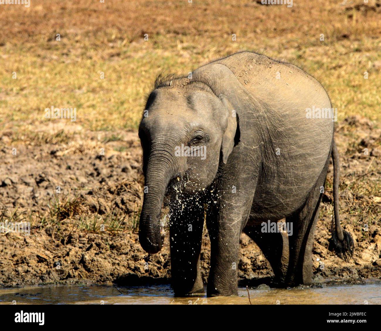 Sri Lankan Elephants and Tuskers Stock Photo