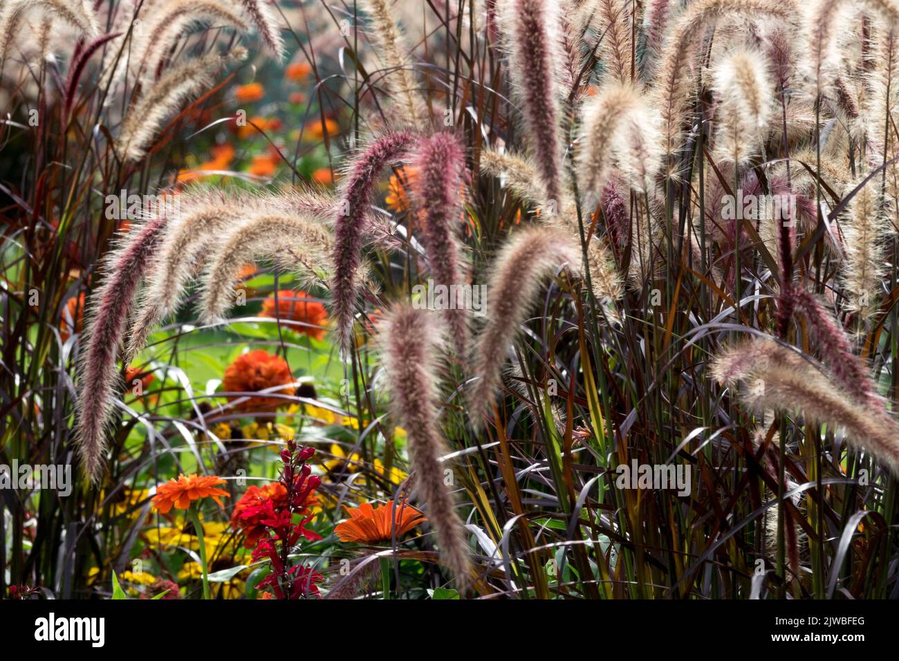 Pennisetum setaceum 'Rubrum', Fountain Grass, Pennisetum Rubrum is a loose branching cluster of flowers with beautiful purple panicles, tall grass Stock Photo