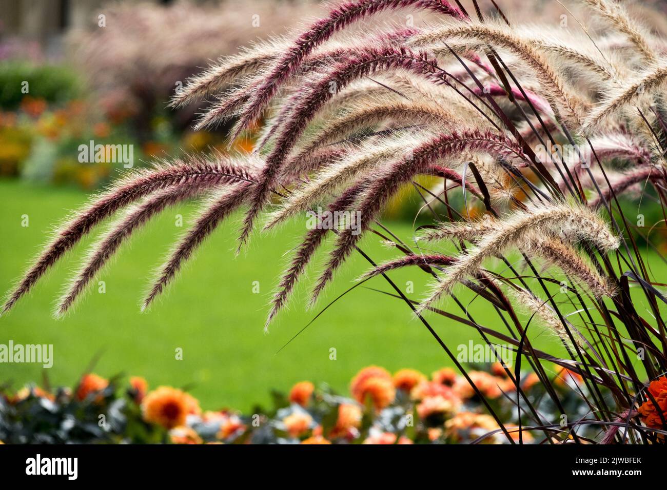 Purple Fountain Grass, Pennisetum sataceum 'Rubrum', Purple Panicles on Long Stems, Tall Fountain Grass in garden Stock Photo
