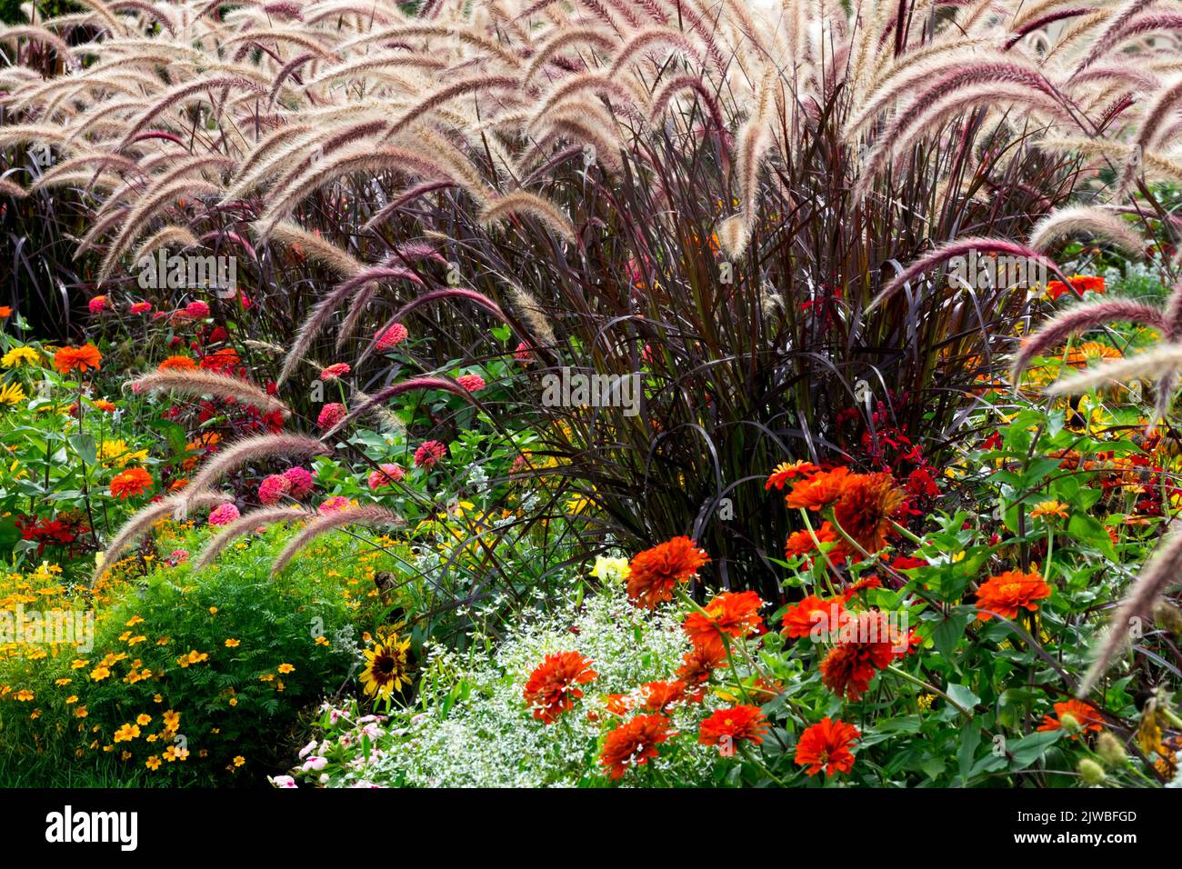 Fountain Grass, Pennisetum setaceum Rubrum, Ornamental Grass, Garden flower bed in September Colourful bedding plants Zinnias Stock Photo
