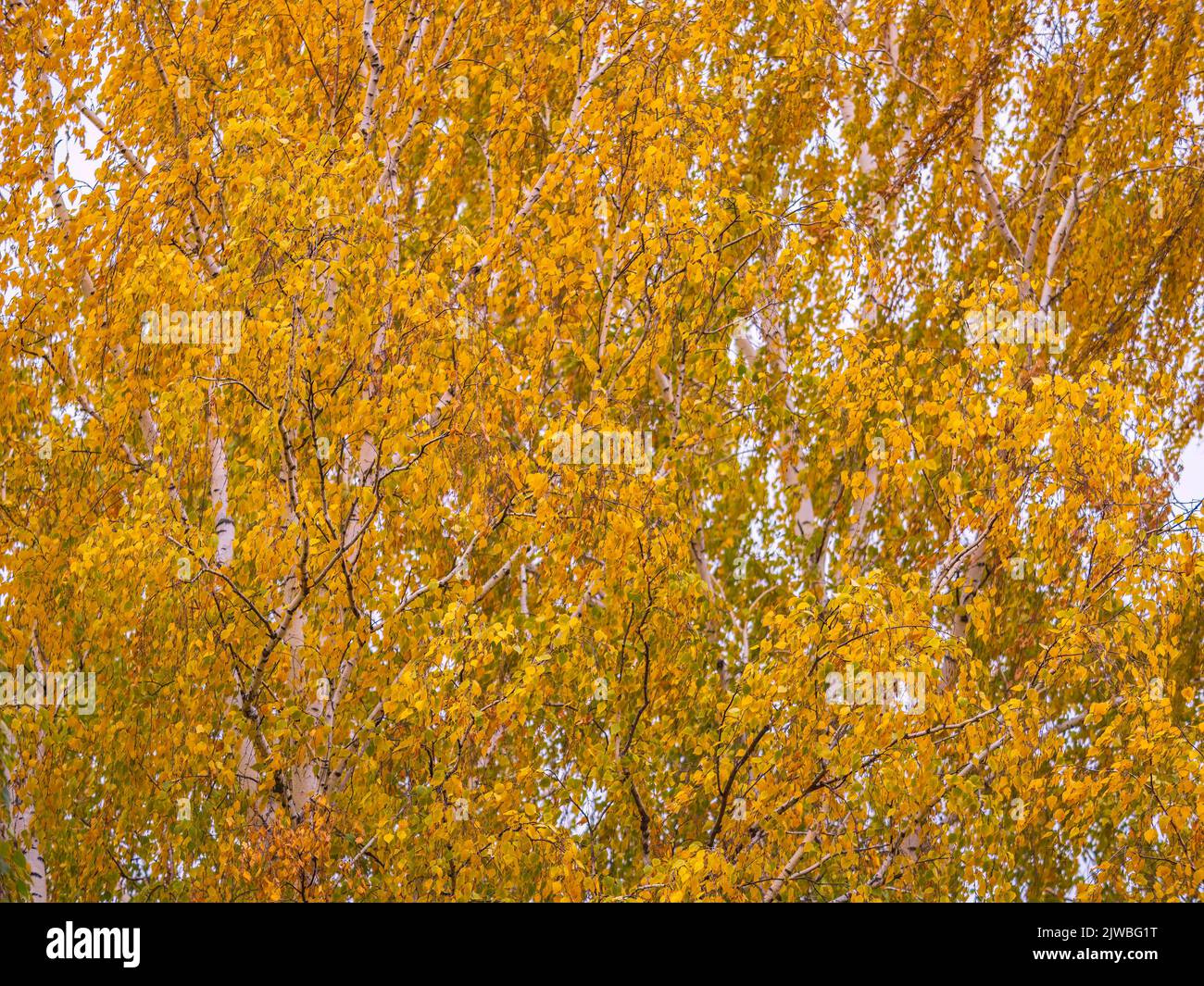 Birch branches with yellow leaves in autumn, in the light of sunset ...