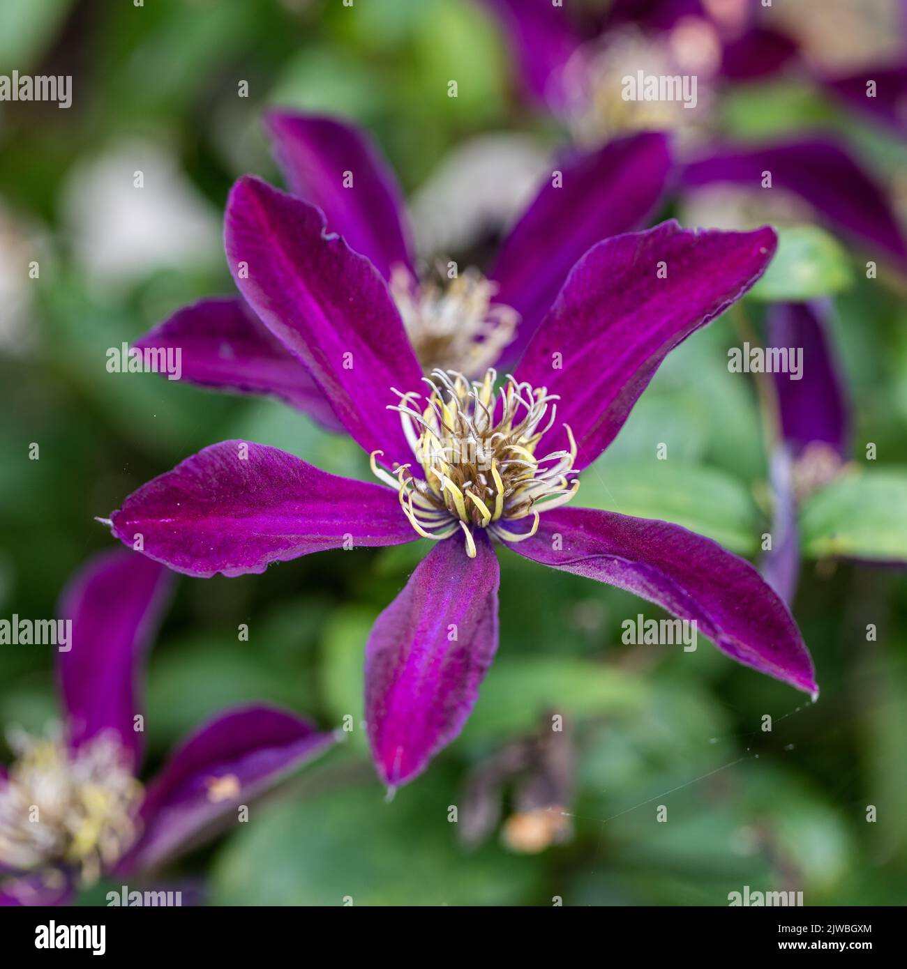 'Noora' Purple clematis, Italiensk klematis (Clematis viticella) Stock Photo