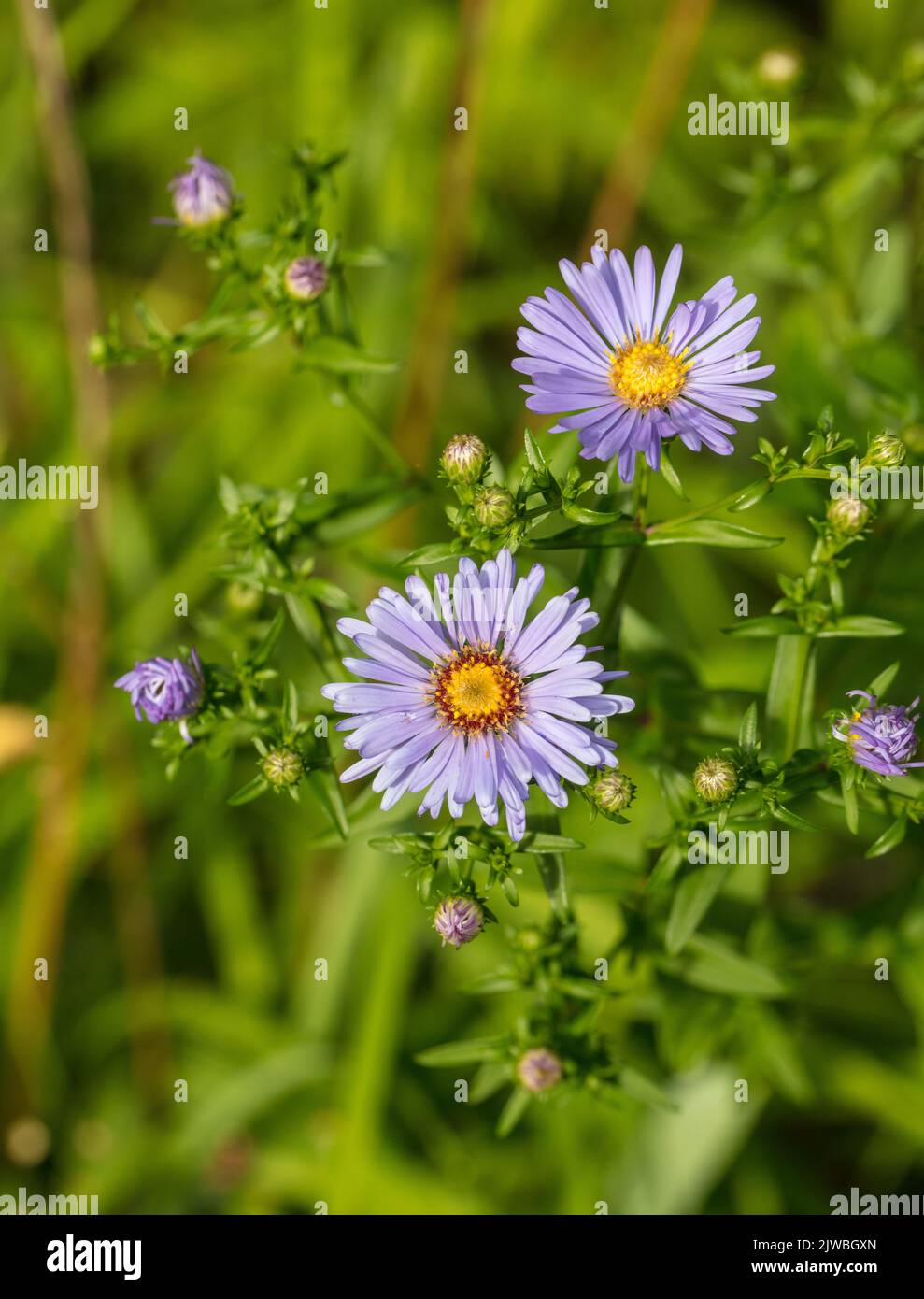 New York Aster, Höstaster (Symphyotrichum novi-belgii) Stock Photo