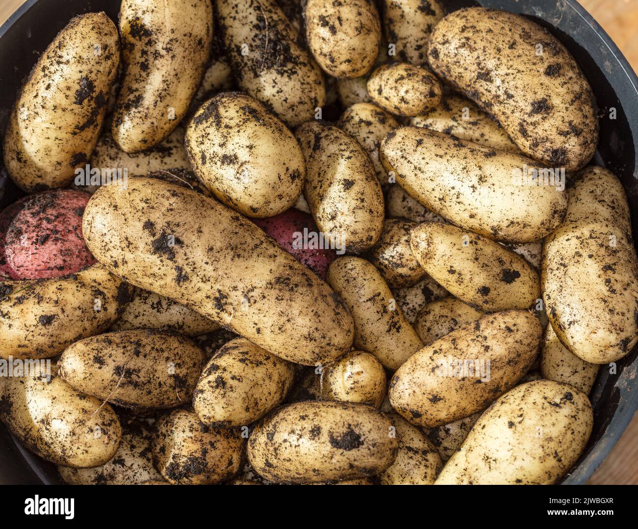'Amandine' Potato, Potatis (Solanum tuberosum) Stock Photo