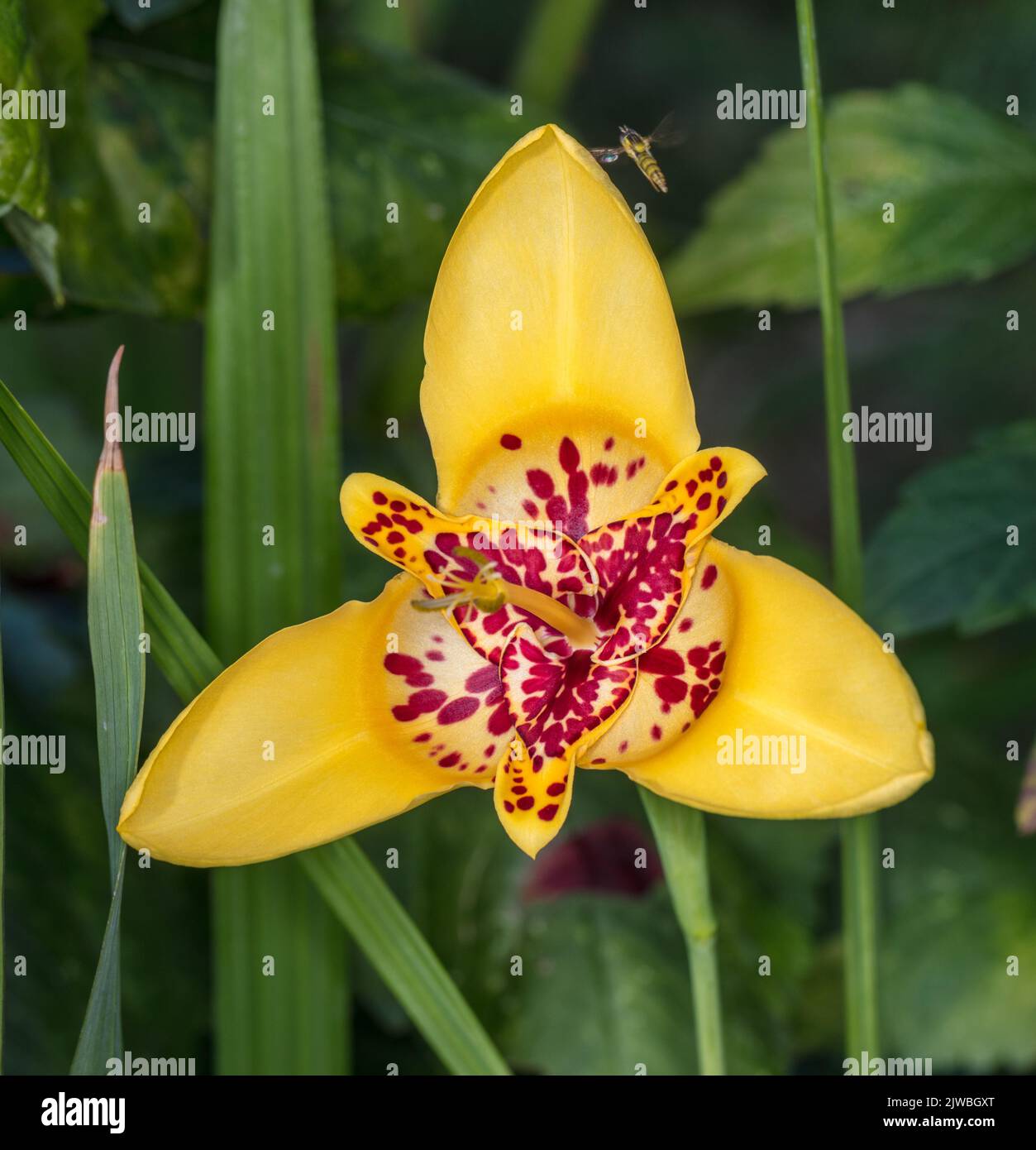 'Mix' Tiger iris, Påfågelslilja (Tigridia pavonia) Stock Photo