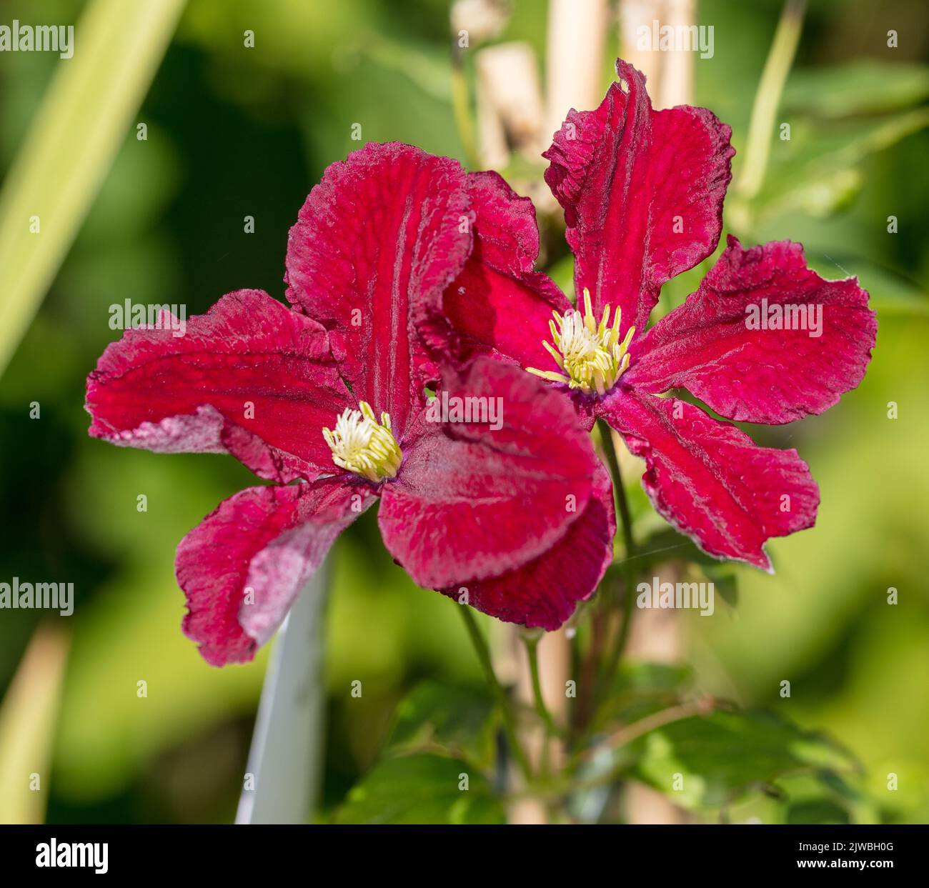 Clematis purpurea repens hi-res stock photography and images - Alamy