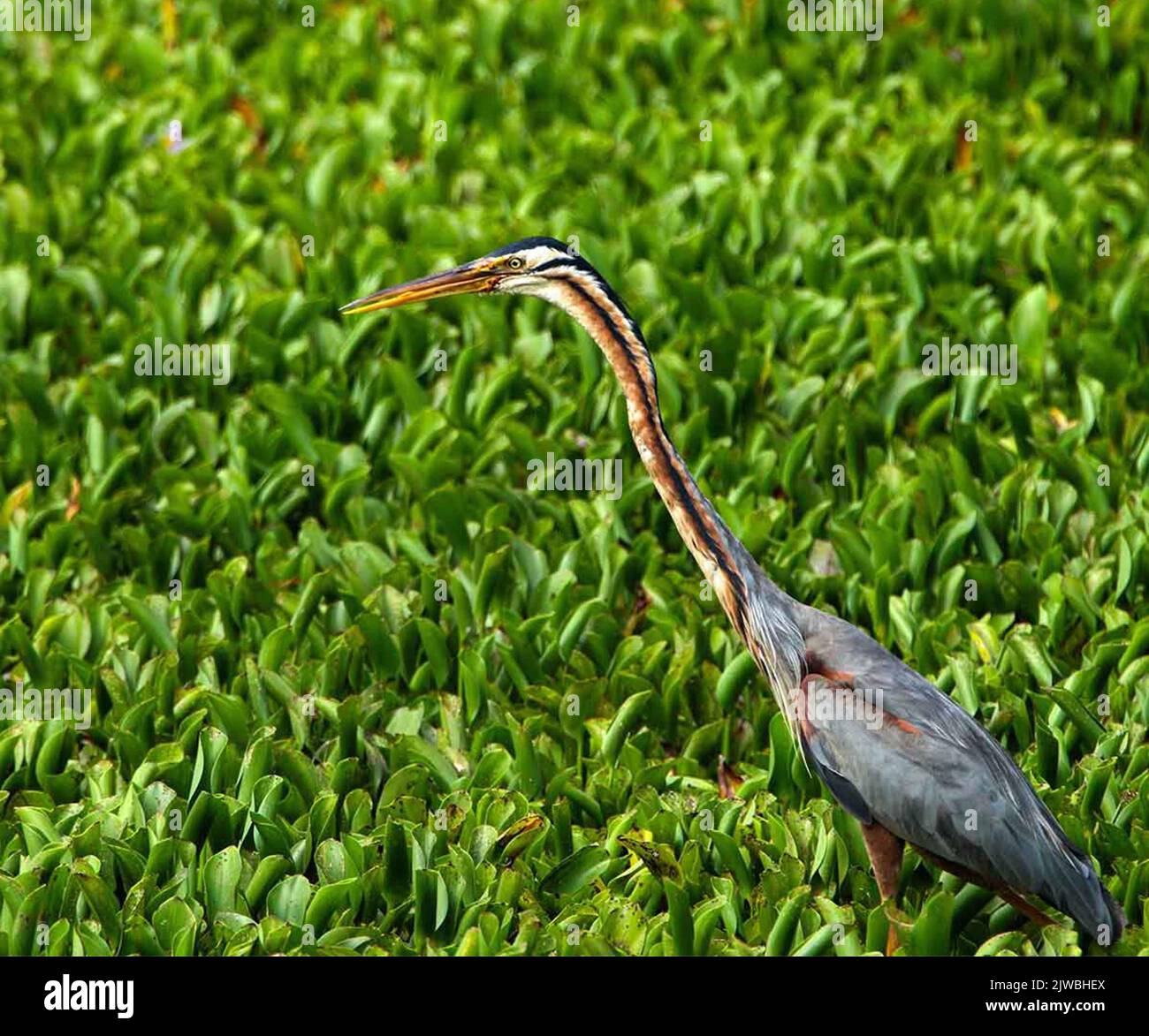 Birds of Sri Lanka in the Wild Stock Photo Alamy