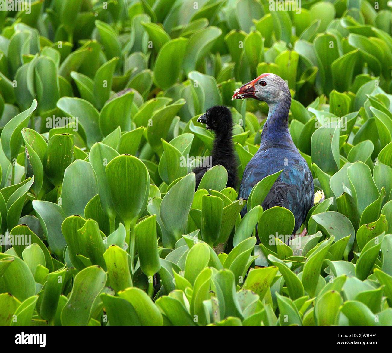 Birds of Sri Lanka in the Wild Stock Photo Alamy