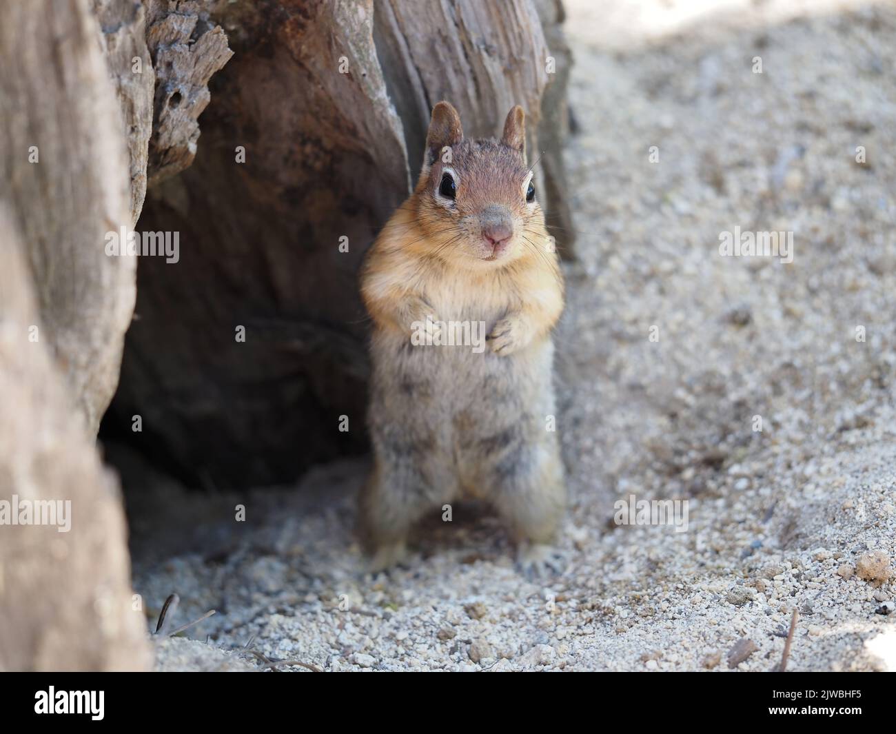 Callospermophilus lateralis (Golden-mantled ground squirrel) in Oregon, USA Stock Photo