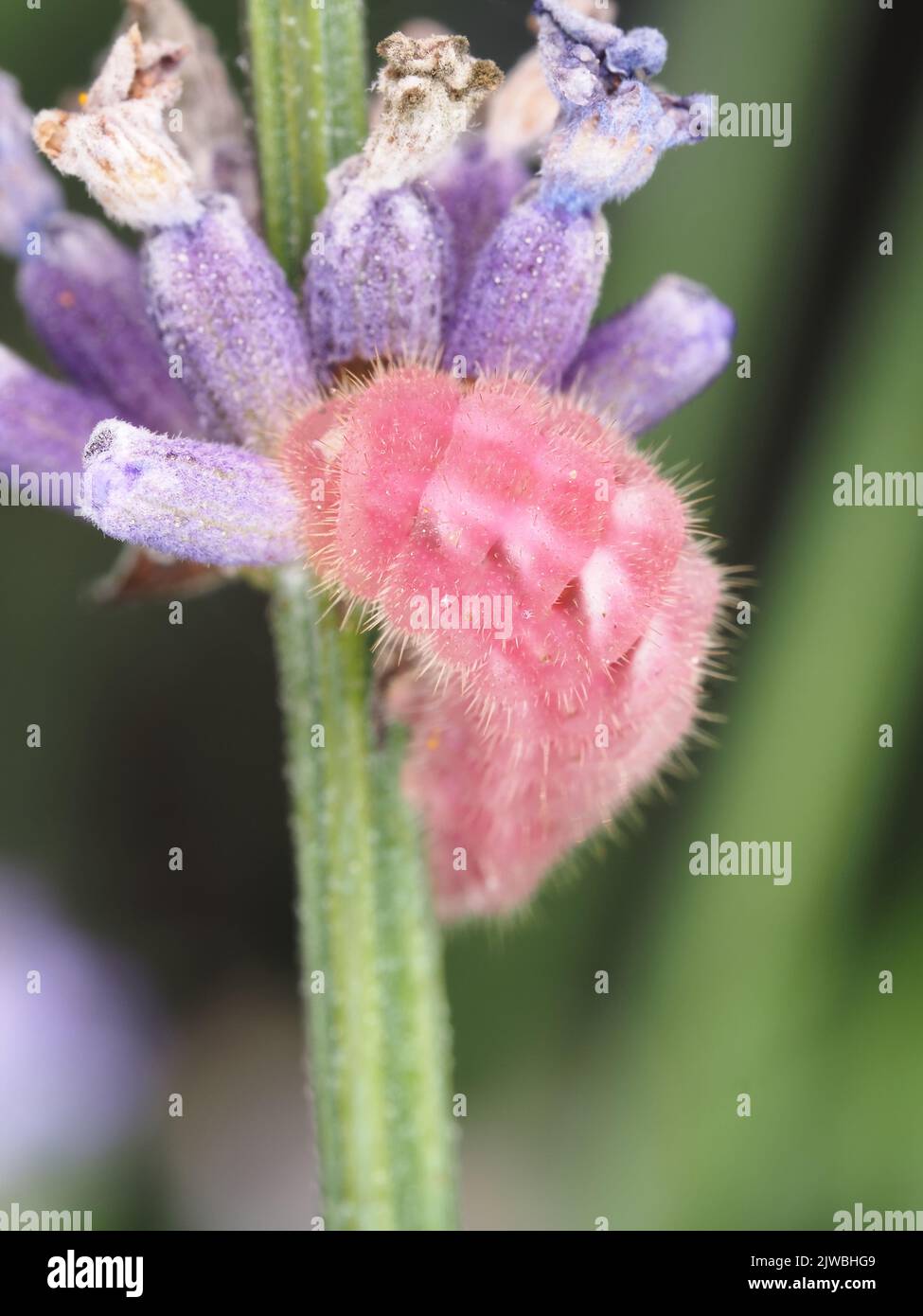 Pink caterpillar identified as Lycaenidae butterfly caterpillar on lavender in Washington state, USA Stock Photo
