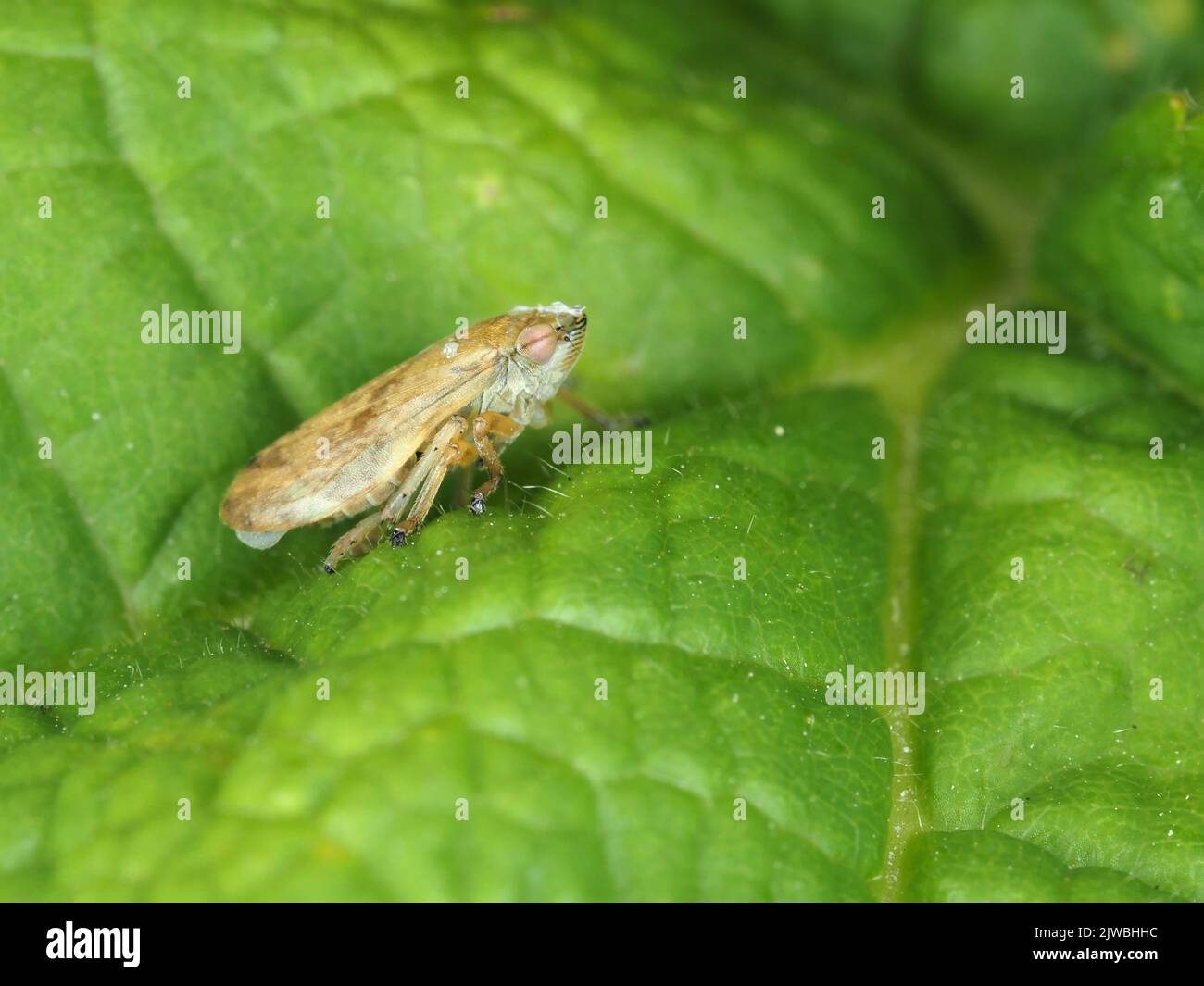 Spittlebug - probably Philaenus spumarius - in Washington state, USA Stock Photo