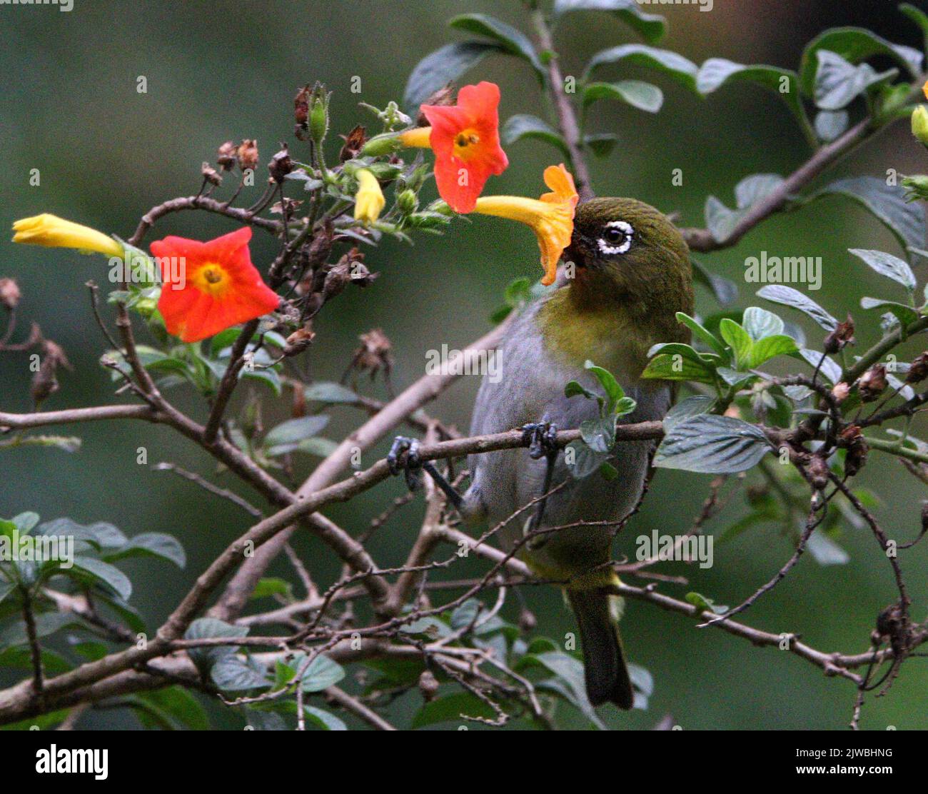 Birds of Sri Lanka in the Wild Stock Photo Alamy